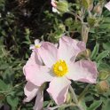 Cistus parviflorus fleur